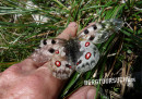 Apollofalter (Roter-)