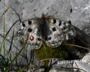 Apollofalter (Roter-)