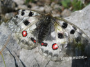 Apollofalter (Roter-)