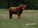 Schottisches Hochlandrind (Highland cattle)