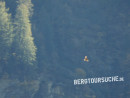 Steinadler