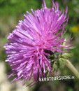 Distel (Alpen- oder Berg-)
