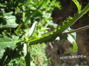 Distel (Alpen- oder Berg-)