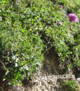 Distel (Alpen- oder Berg-)