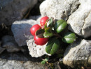 Preiselbeere