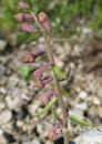 Sumpfwurz (Sumpf-Stendelwurz)