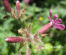Lichtnelke (Rote- oder Tag-)