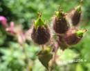 Lichtnelke (Rote- oder Tag-)