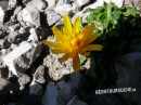 Pippau (Triglav-)