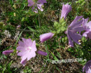 Storchschnabel (Violetter-)