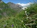 Holzgauer (auch Lechtaler-) Wetterspitze