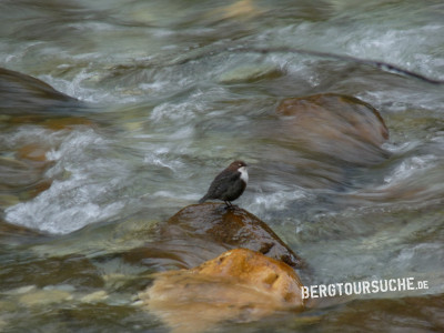 Wasseramsel