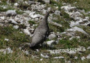 Alpenschneehuhn