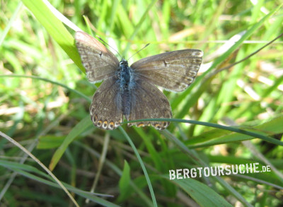 Bläuling (Silbergrüner-)