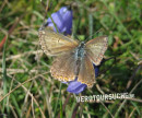 Bläuling (Silbergrüner-)