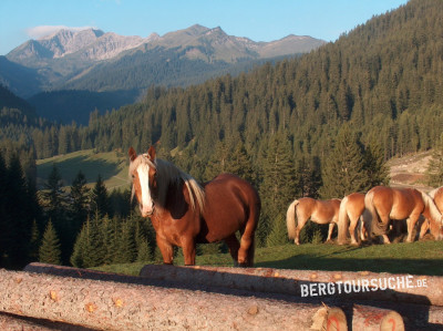 Haflinger (Pferd)