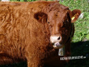 Schottisches Hochlandrind (Highland cattle)
