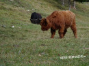 Schottisches Hochlandrind (Highland cattle)