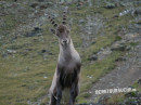 Steinbock