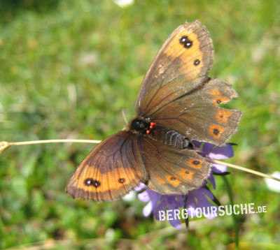 Braunscheckauge