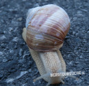 Schnirkelschnecke (Gefleckte-  auch Baumschnegel genannt)