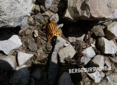 Alpenflechtenbär (Gelber-)