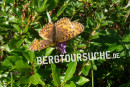 Perlmuttfalter (Großer-)