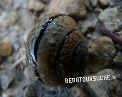 Schnirkelschnecke (Gefleckte-  auch Baumschnegel genannt)