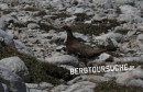Alpenschneehuhn