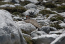 Alpenschneehuhn
