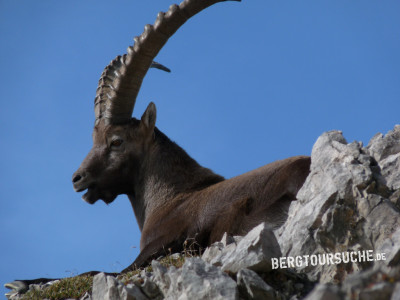 Steinbock