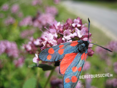 Widderchen (Esparsetten-)