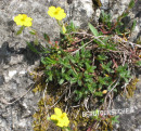 Sonnenröschen (Alpen-)