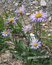 Alpen-Aster