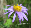 Alpen-Aster