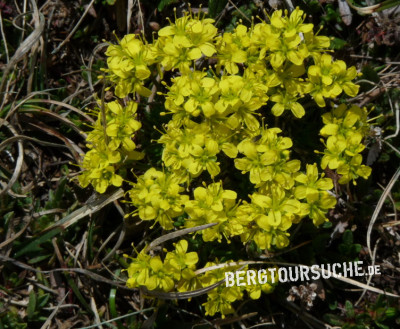 Felsenblümchen (Immergrünes)