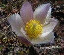 Küchenschelle (große Alpen-Kuhschelle, Alpenanemone)