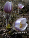 Küchenschelle (große Alpen-Kuhschelle, Alpenanemone)