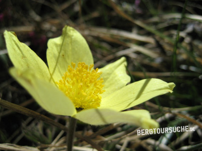 Anemone (Schwefel- auch Gelbe Alpen-Küchenschelle)