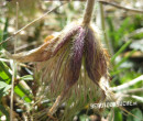 Anemone (Schwefel- auch Gelbe Alpen-Küchenschelle)