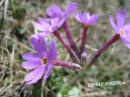 Primel (Langrohr-, langblütige oder Hallers Schlüsselblume)