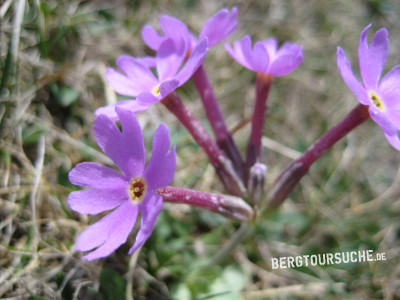 Primel (Langrohr-, langblütige oder Hallers Schlüsselblume)