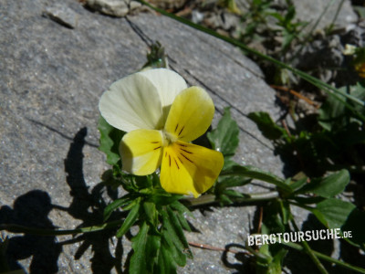 Stiefmütterchen (Acker- oder Acker-Veilchen)