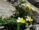 Stiefmütterchen (Acker- oder Acker-Veilchen)