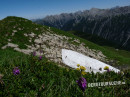 Alpen-Süßklee