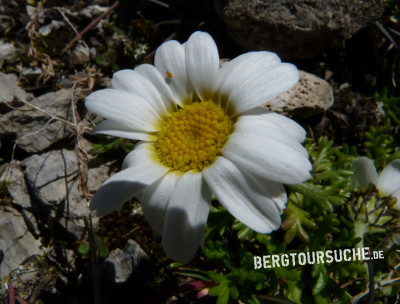 Wucherblume (Alpen-, Maßlieb, Alpenkamille)