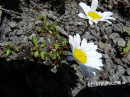 Wucherblume (Alpen-, Maßlieb, Alpenkamille)