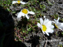 Wucherblume (Alpen-, Maßlieb, Alpenkamille)