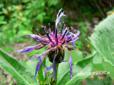 Flockenblume (Alpen-Skabiose-)