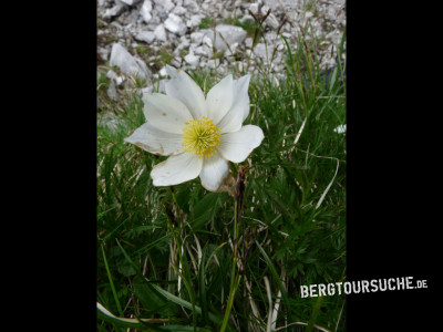 Küchenschelle (große Alpen-Kuhschelle, Alpenanemone)